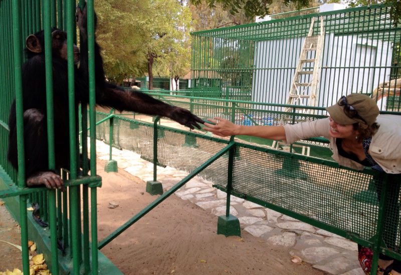 We go there sometimes to feed the chimpanzees. That's right. Feed them. The zoo officially prohibits this in the same way the government prohibits child labour, which is to say: Bananas and oranges are on sale outside the zoo's mosaic front gates.